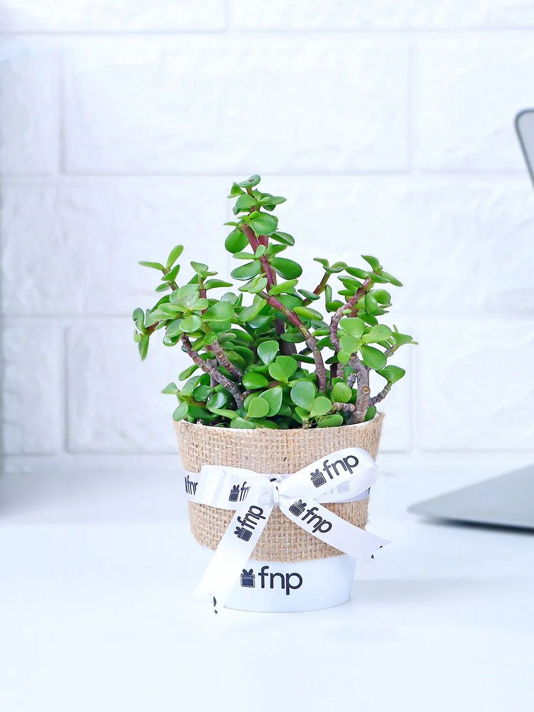 

fnp Green Jade Plant With Pot