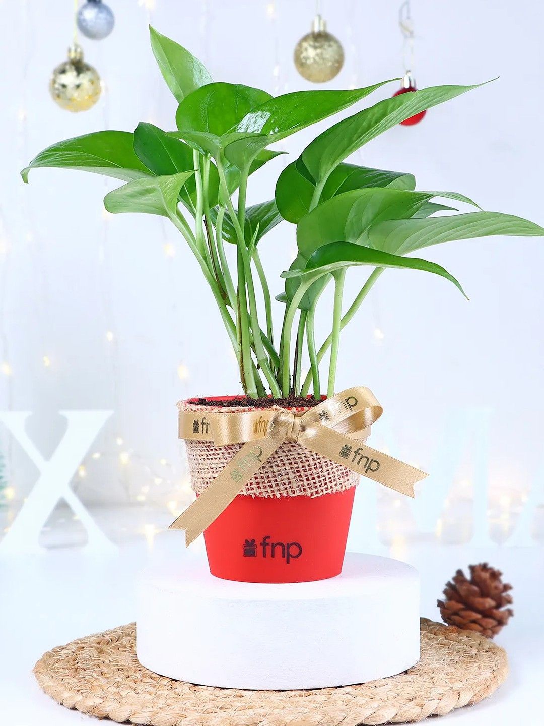 

fnp Green Money Plant With Pot