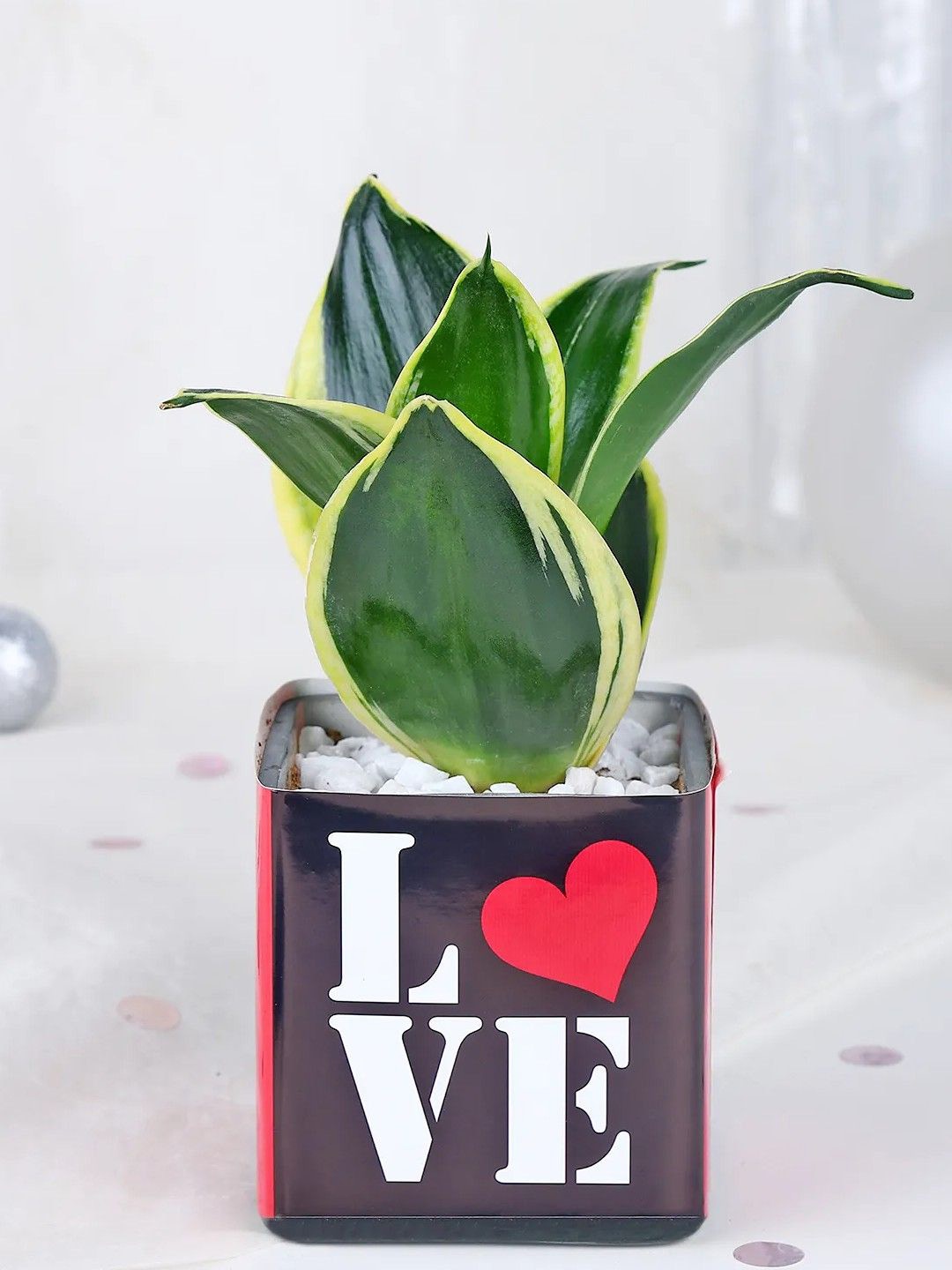 

fnp Green Money Plant With Pot