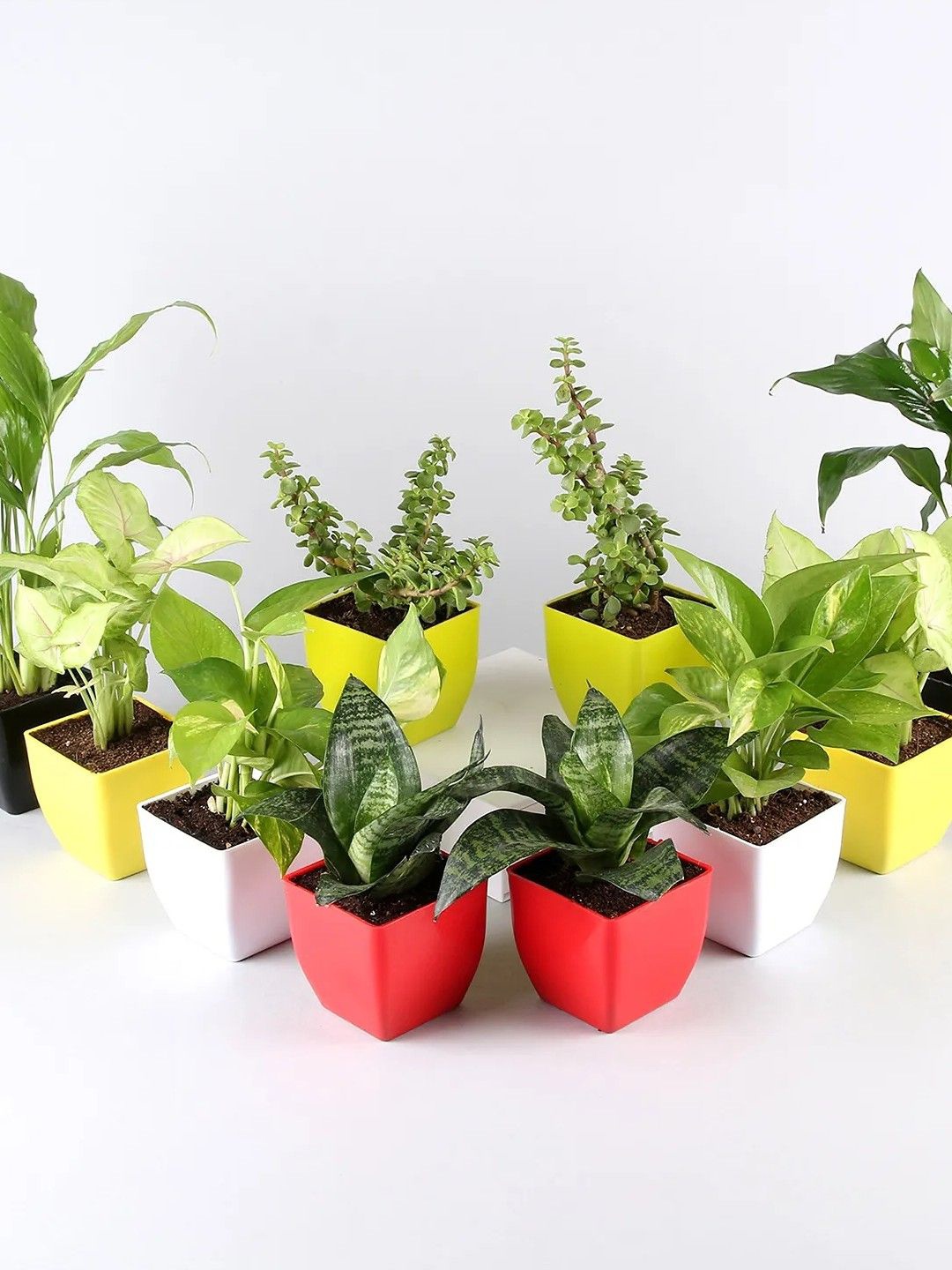 

fnp 10 Green Air Purifying Plants with pots