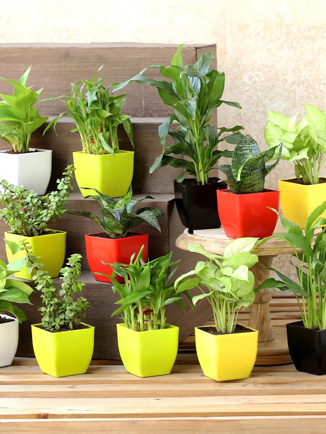 

fnp Green 12 Pieces Green Jade Plant With Pot