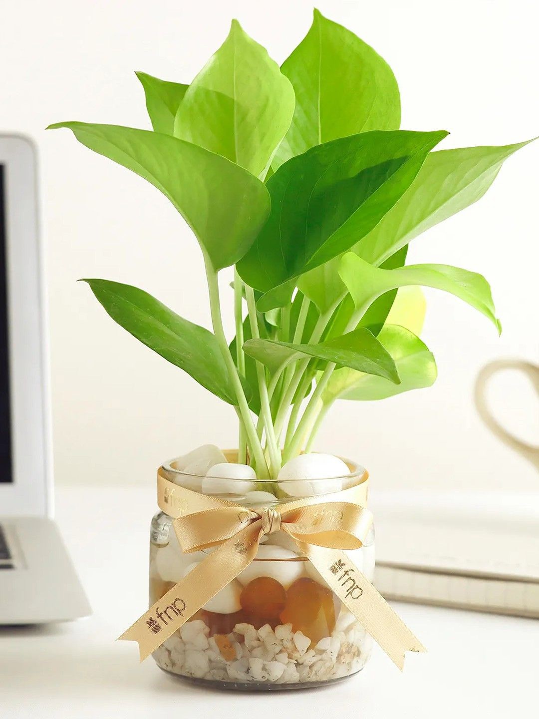 

fnp Green & Transparent Indoor Money Plant With Pot