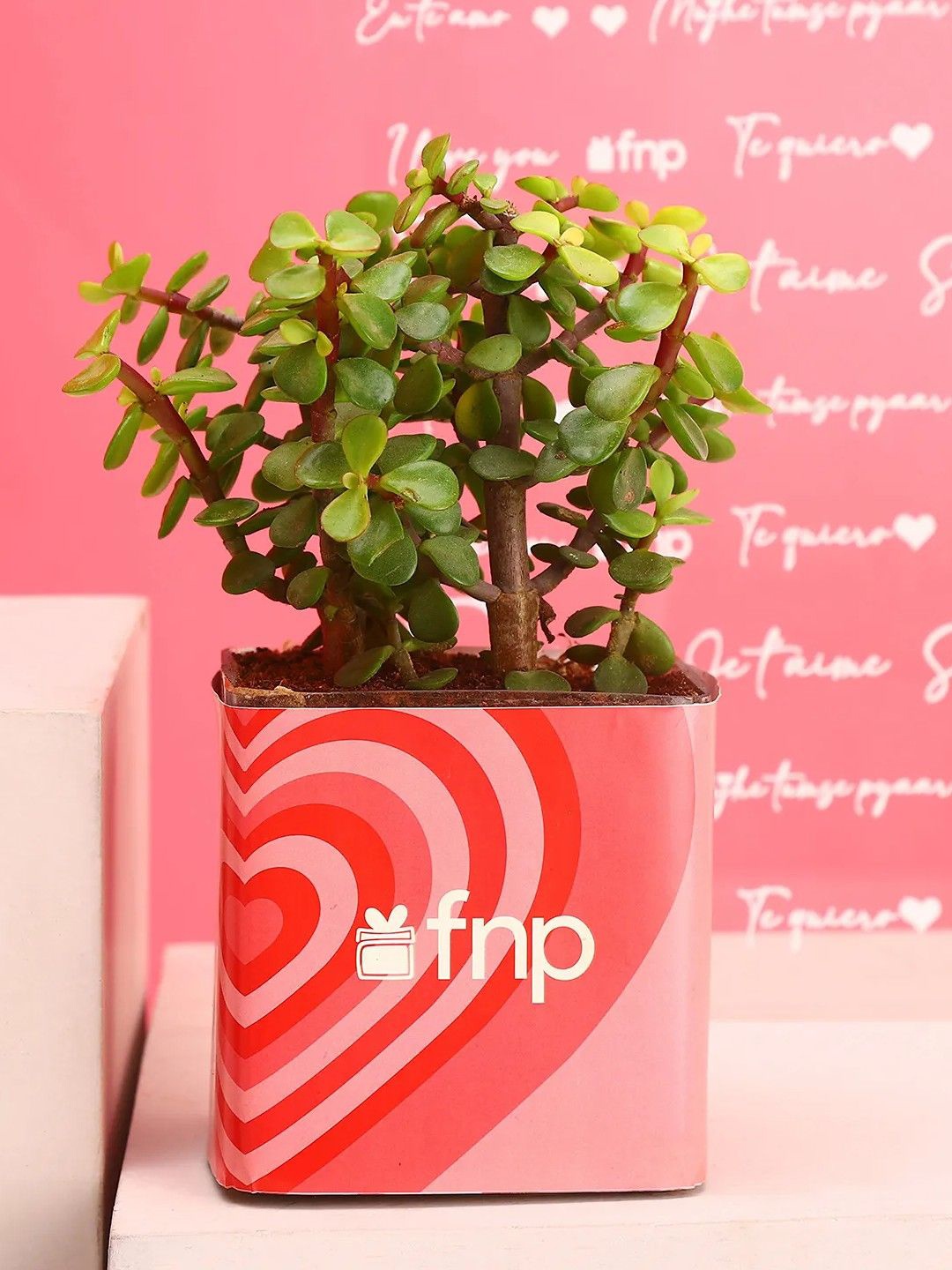 

fnp Green Jade Plant With Pot