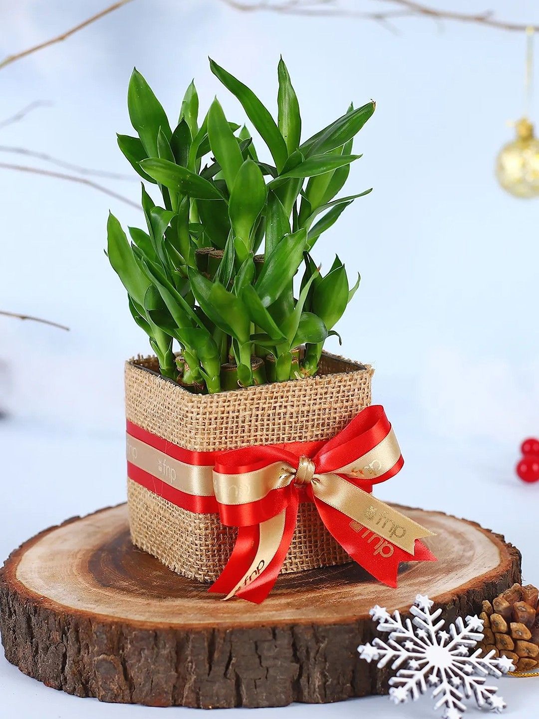 

fnp Green Bamboo Plant With Pot 5 Inches