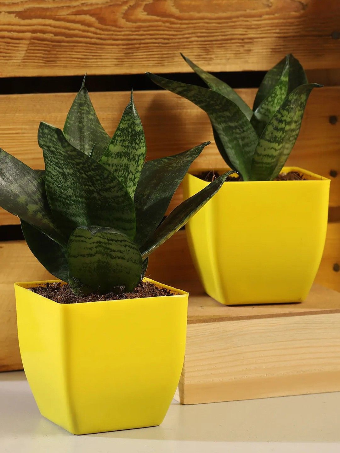 

fnp Indoor 2 Pieces Sansevieria Plants With Pot, Green