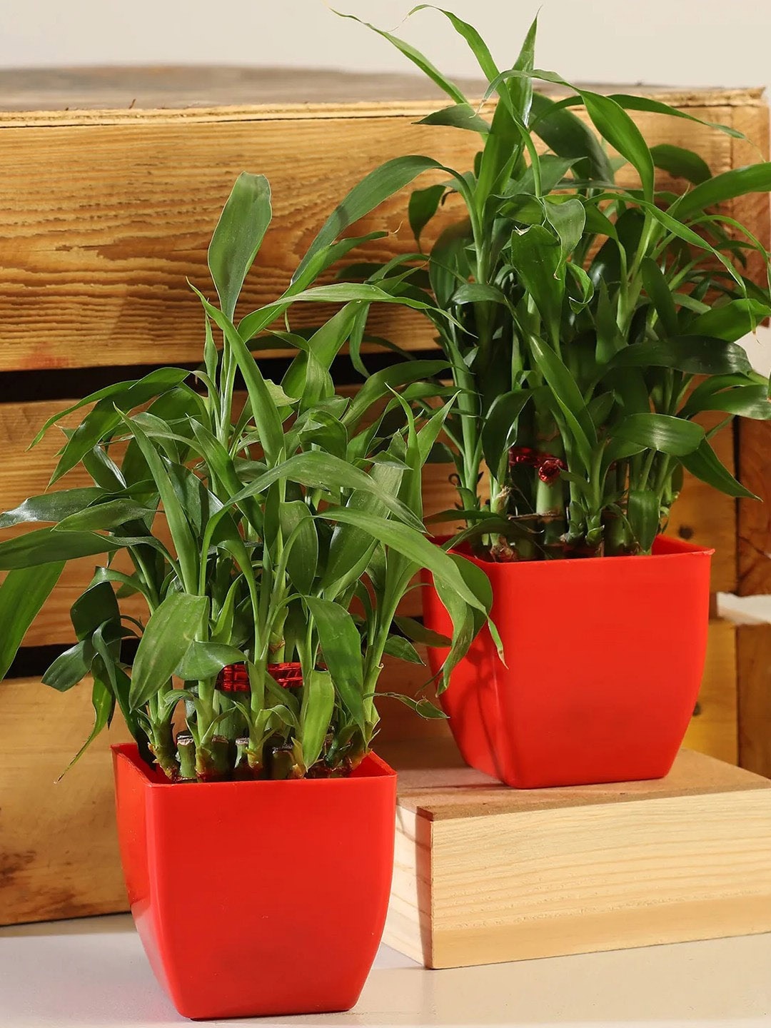 

fnp Green 2 Pieces Bamboo Plants With Pot