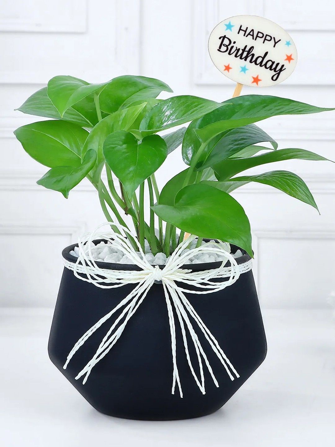 

fnp Green & White Indoor Money Plant with Pot