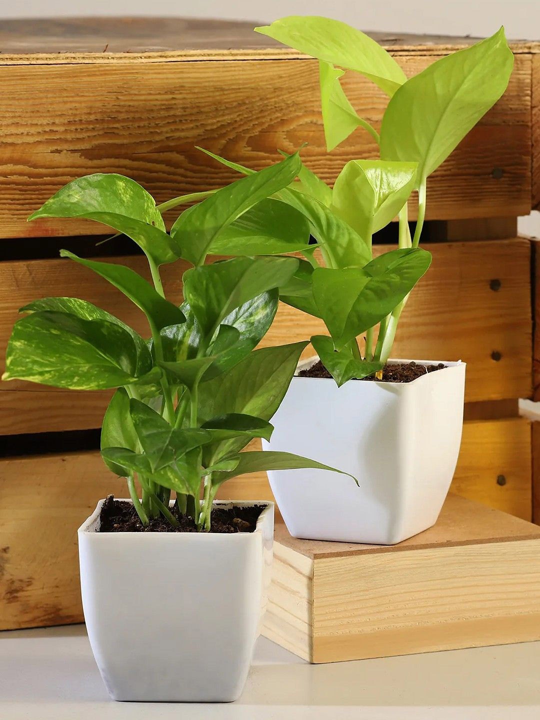 

fnp Green 2 Pieces Money Plant With Pot