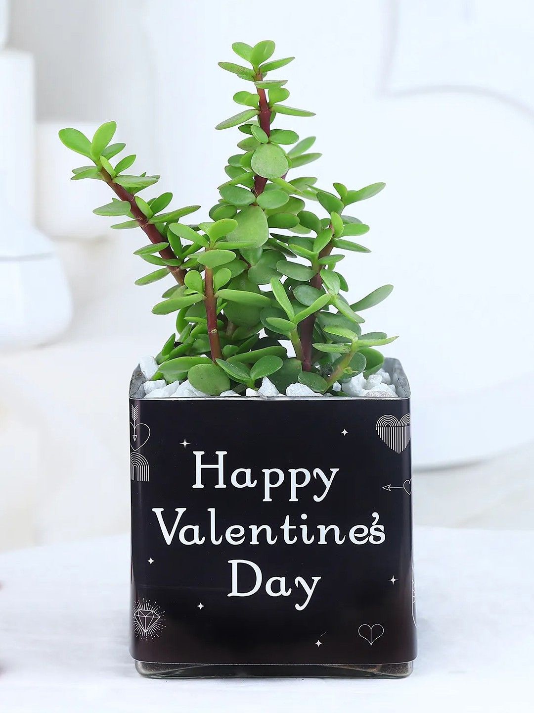 

fnp Green & Black Jade Plant With Pot