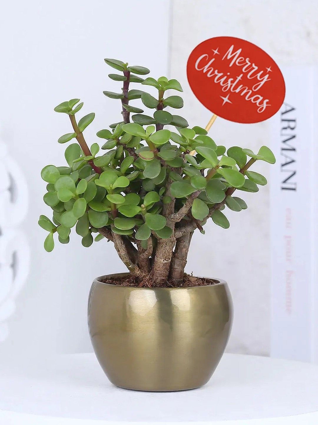 

fnp Green Jade Plant With Metal Pot