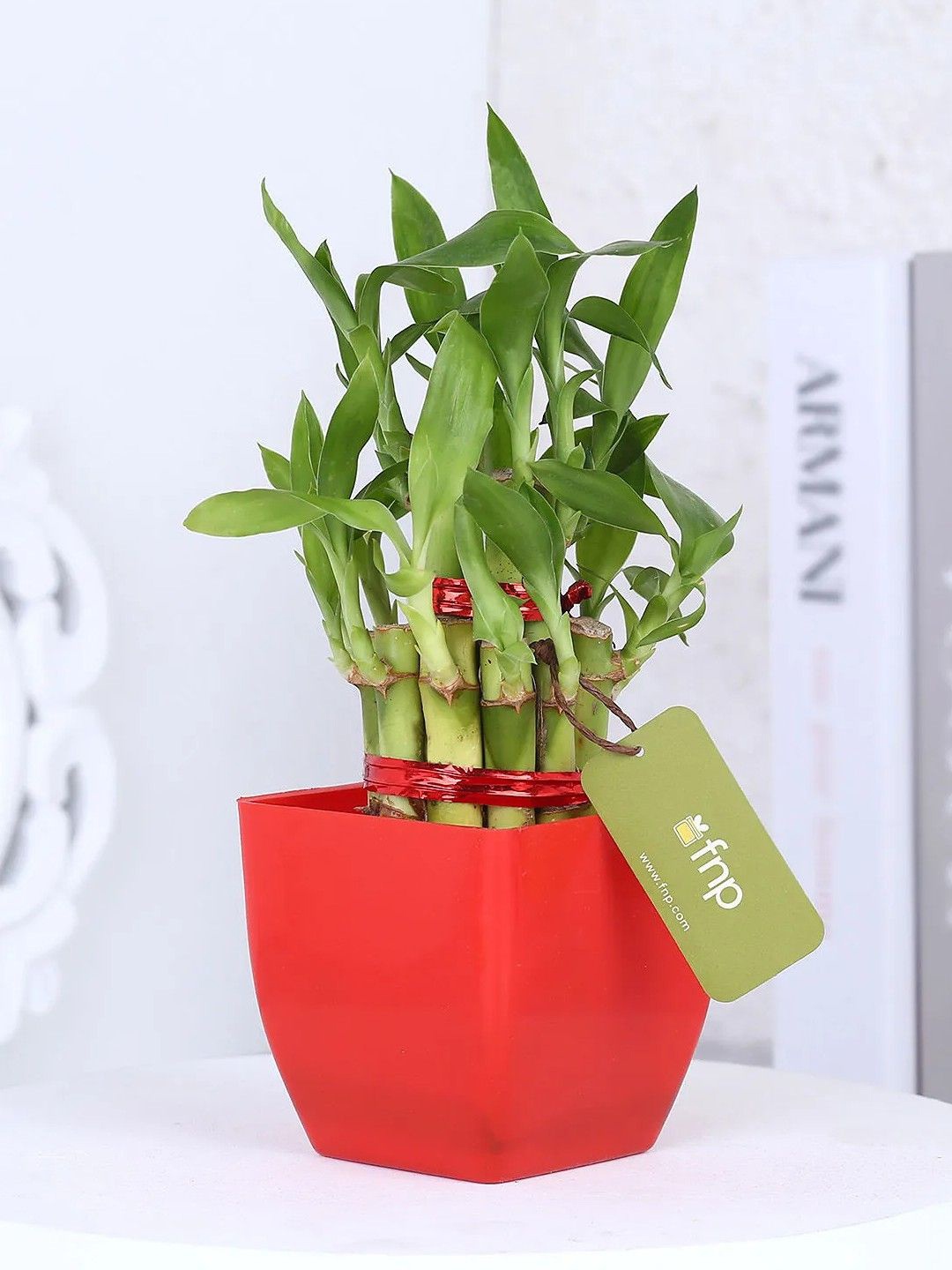 

fnp Indoor Bamboo Plant with Pot- 5 inches, Green