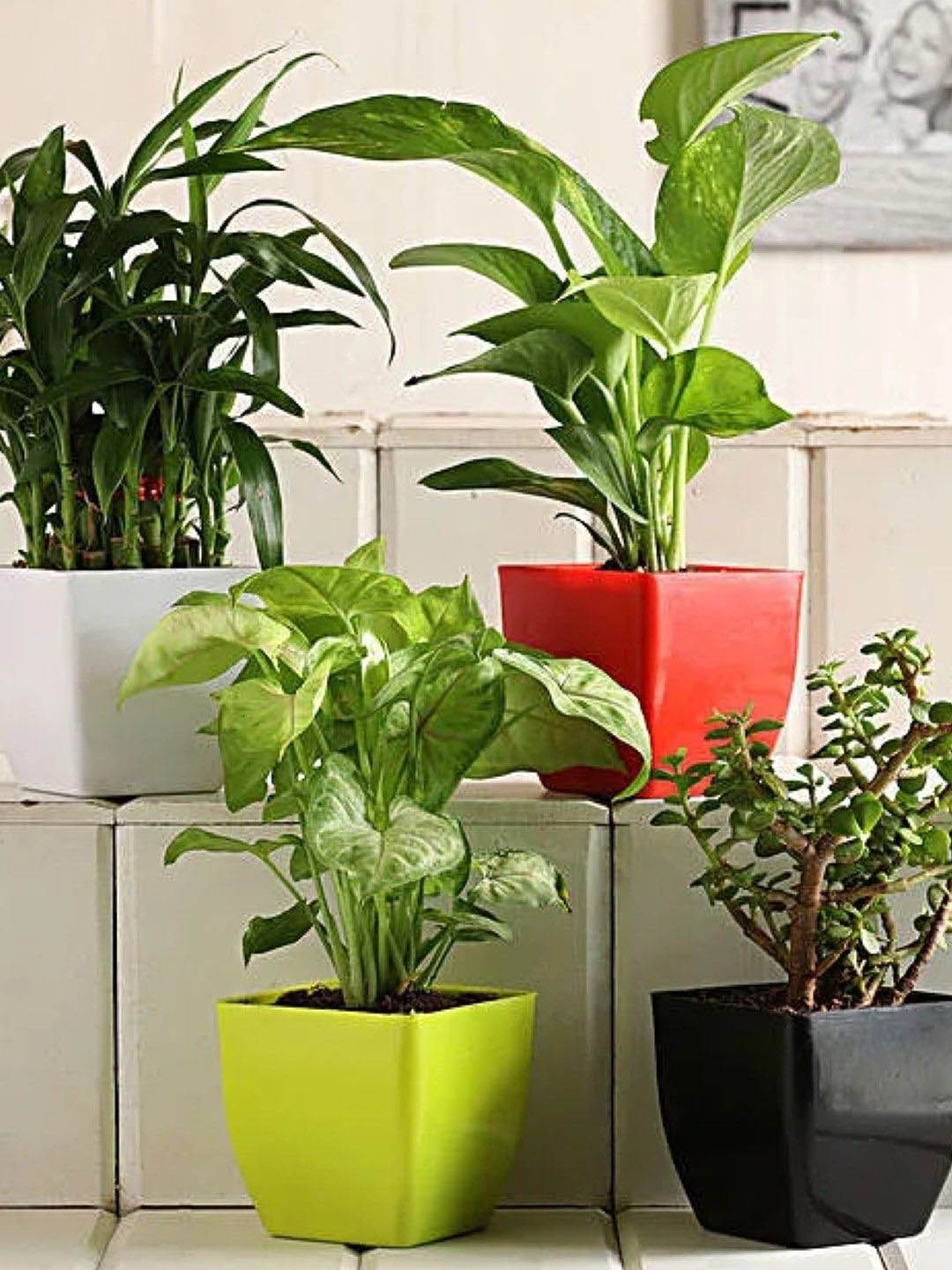 

fnp Green 4 Pieces Bamboo Syngonium Jade Money Plants With Pots