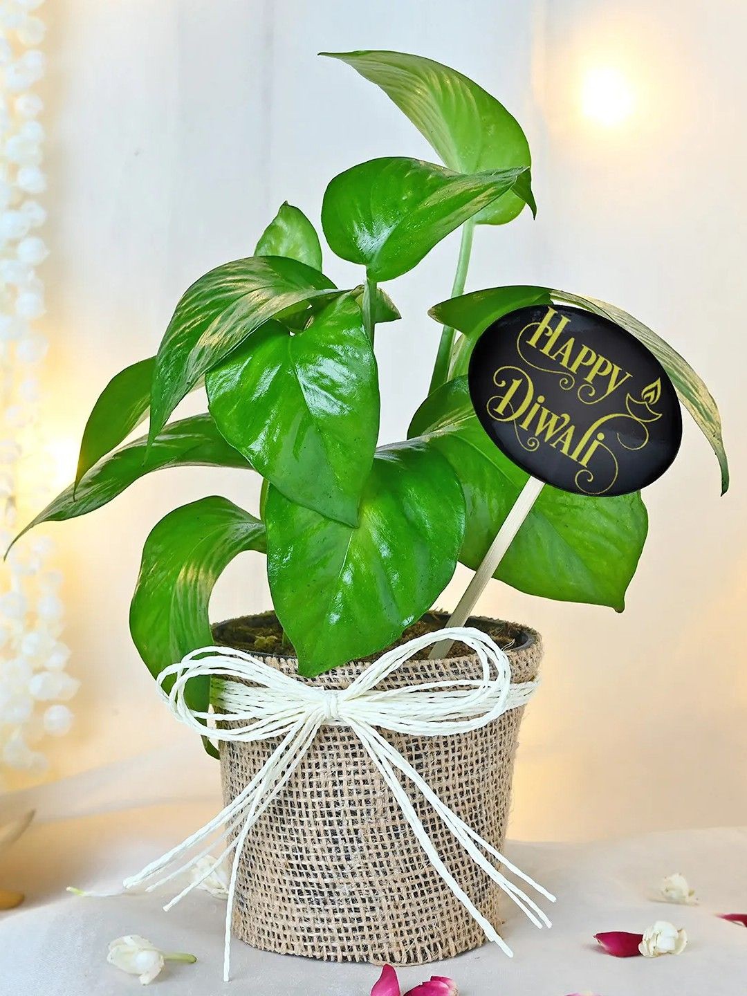 

fnp Green Indoor Money Plant With Pot