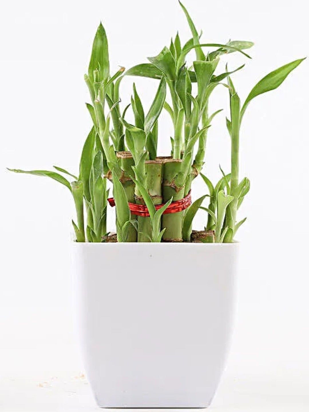 

fnp Green Bamboo Plant With Pot