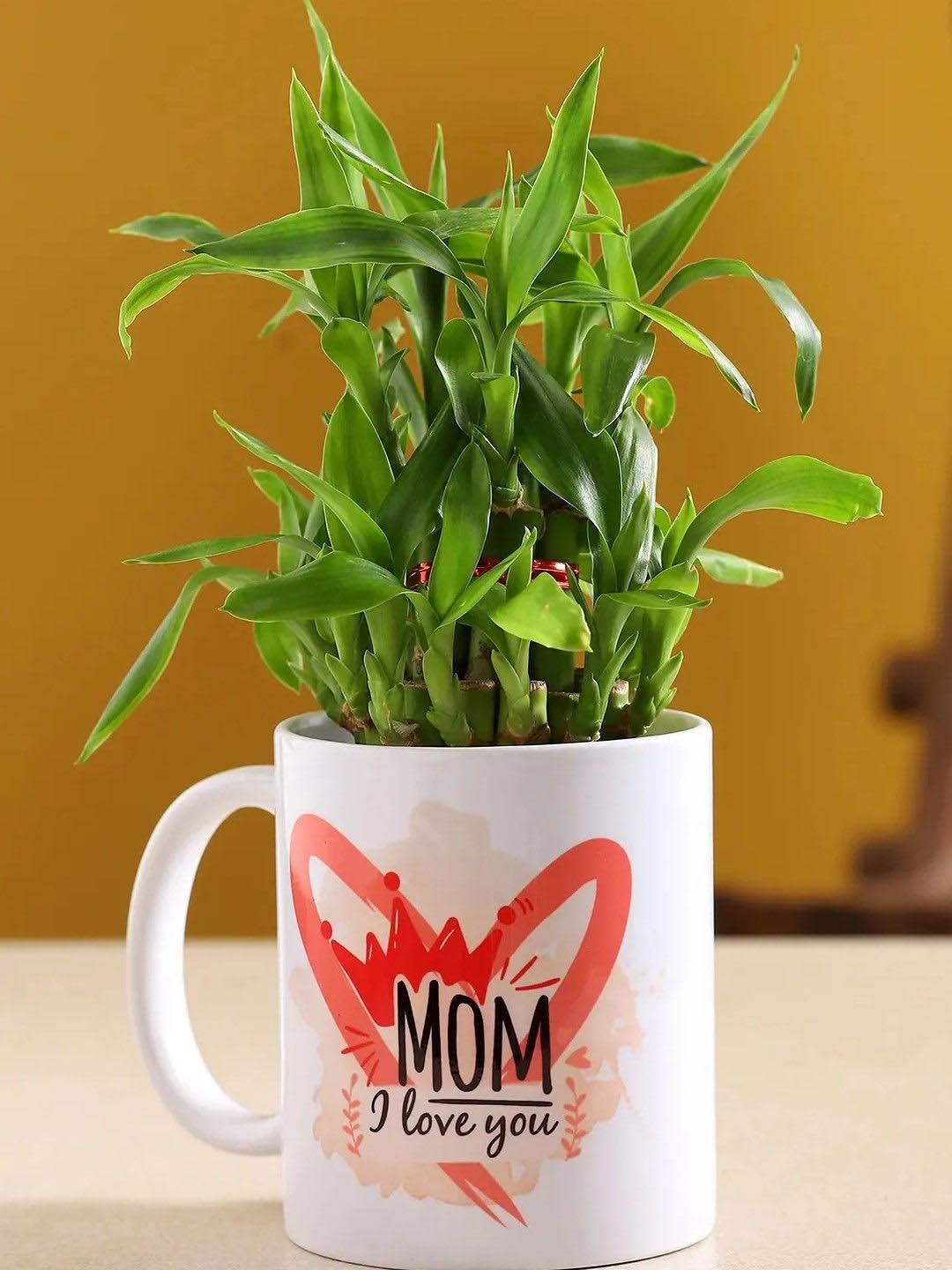 

fnp Green & White Two Layer Bamboo Plant With Ceramic Mug