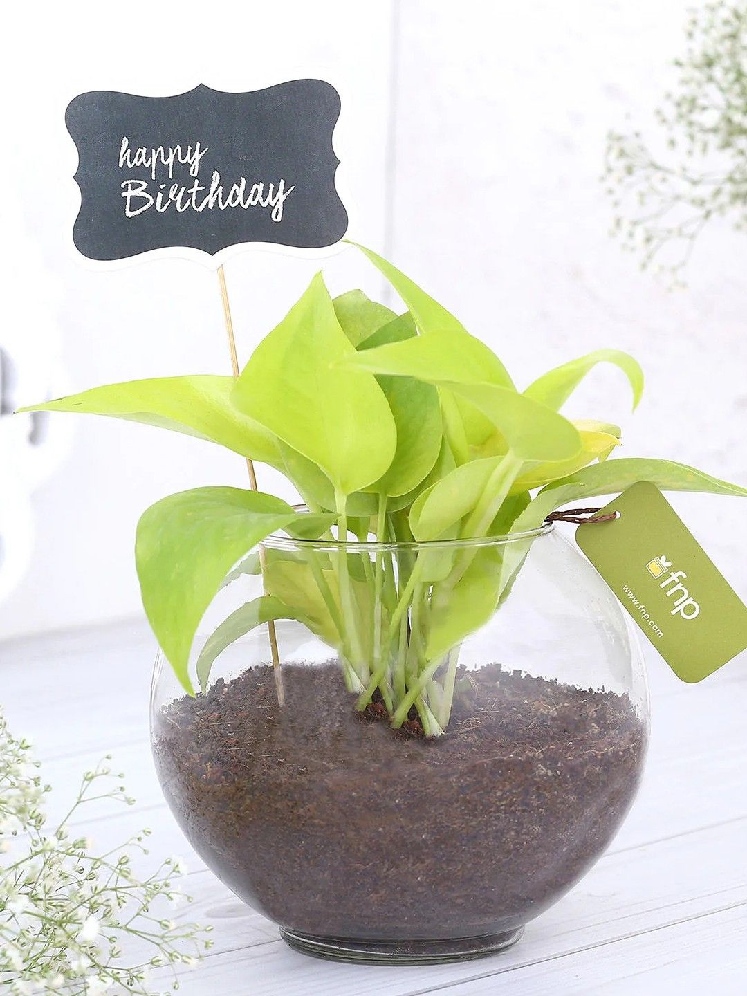 

fnp Terrarium Money Plant With Pot For Birthday Wishes -5 Inches, Green