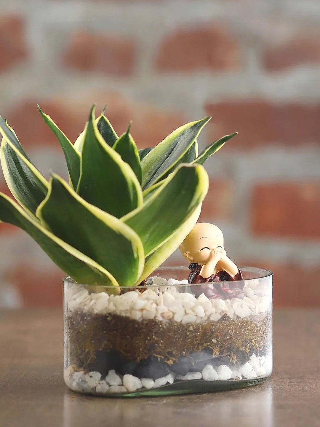 

fnp Green Sansevieria Plant With Jar Terrariums