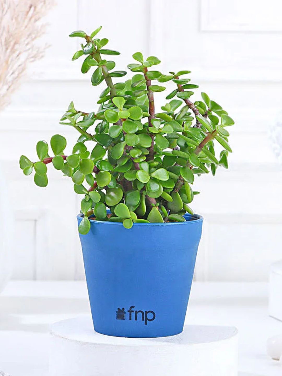 

fnp Green Jade Plant With Pot