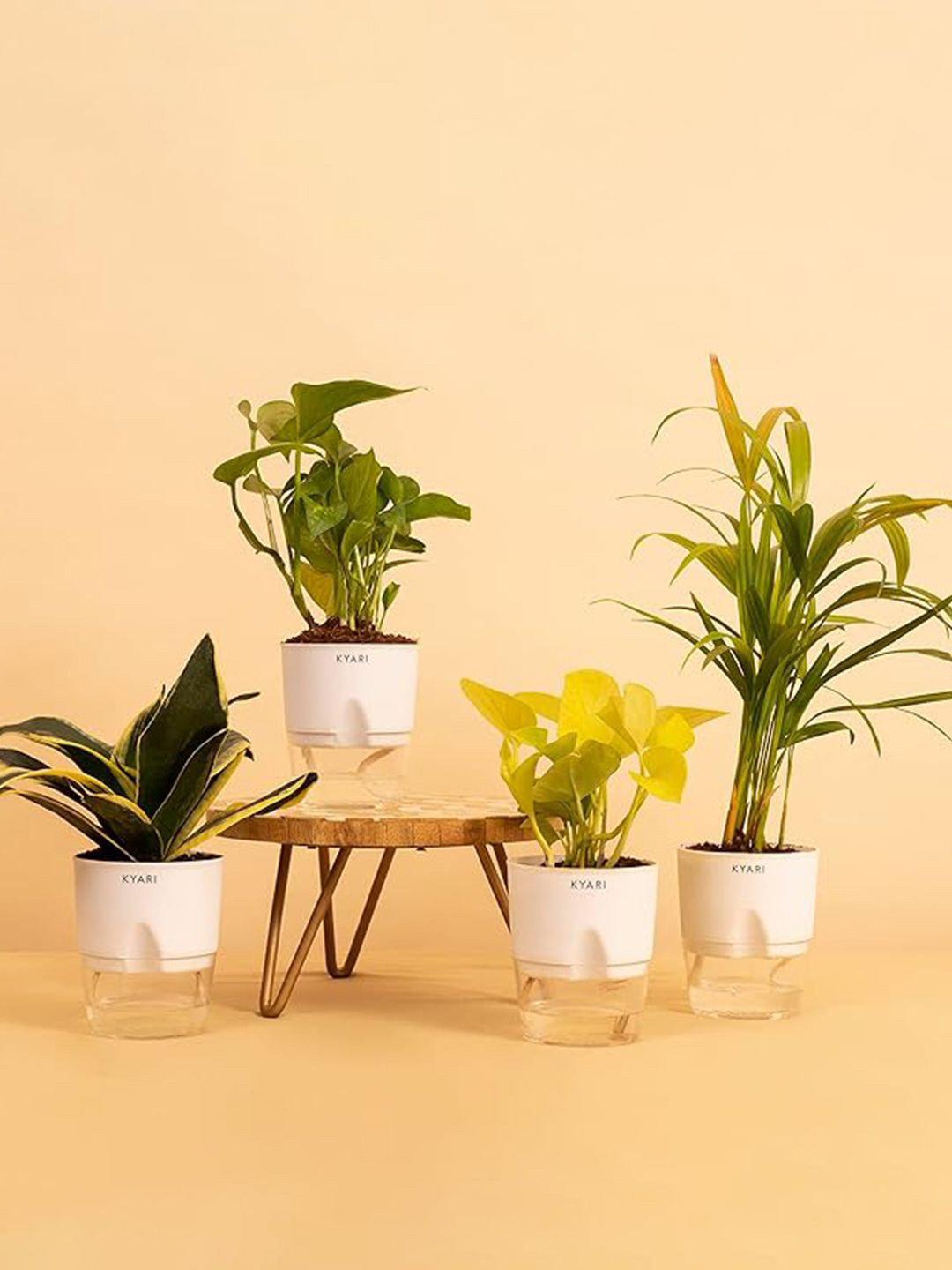 

Kyari White & Green 4 Pieces Money, Bonsai, Shrubs & Snake Live Plant With Pot