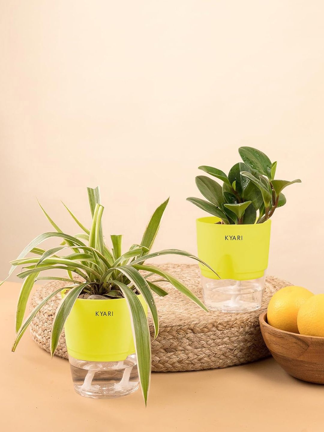 

Kyari 2 Pieces Peperomia Green-Spider Live Plant With Pot