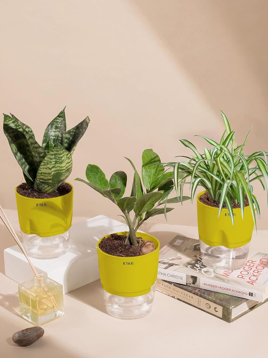 

Kyari White & Green 3 Pcs Spider-Sansevieria Green Snake & Zamia Green ZZ Plant With Pots