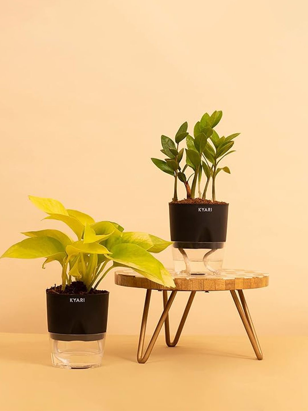 

Kyari Black 2 Pieces Money Pothos & Zamia Green Live Plants With Pots