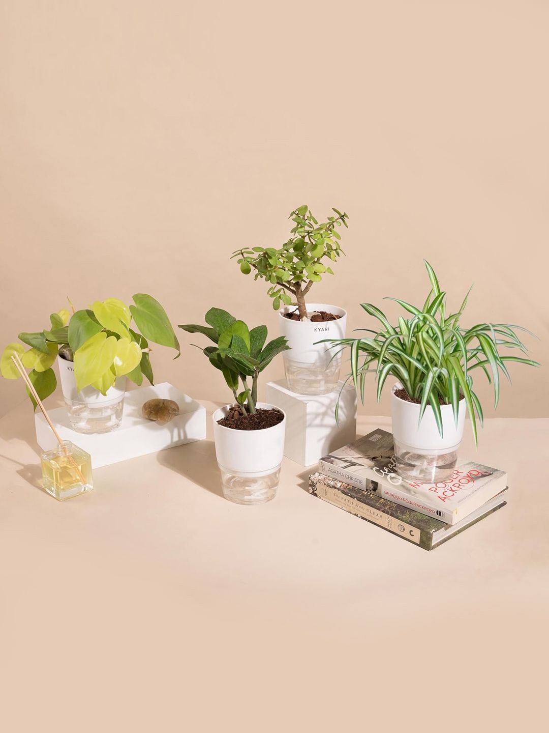 

Kyari White 3 Pieces Green Zamia, Golden Money Plant Jade & Spider Live Plants In Pot
