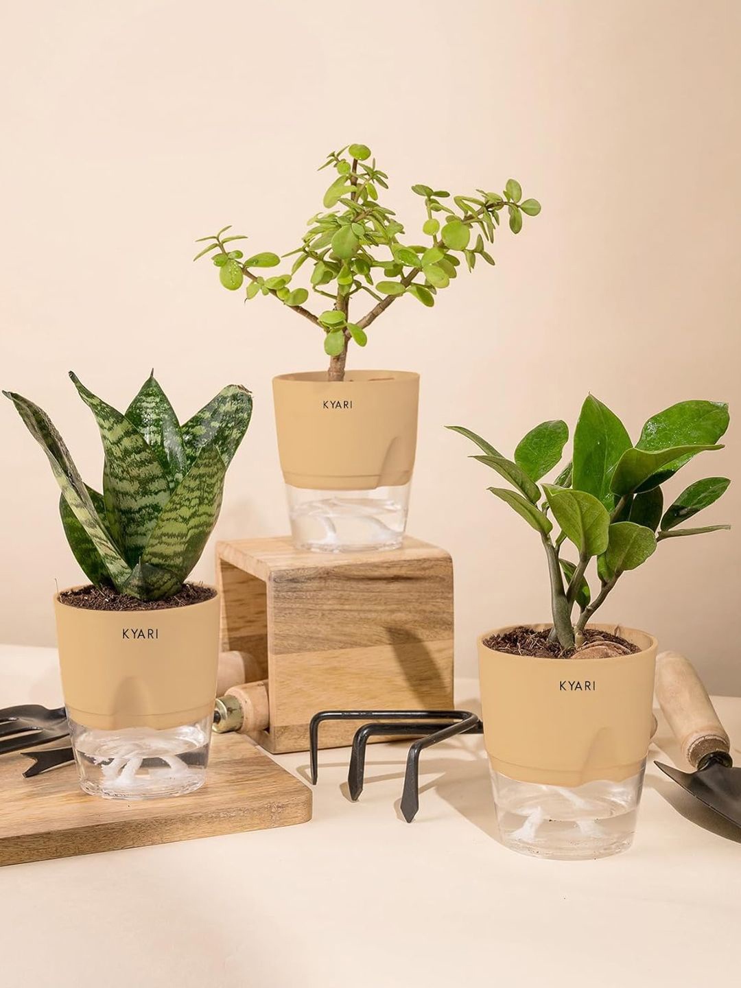 

Kyari Sansevieria Green 3 Pieces Snake-Zamia Green (ZZ)-Jade Live Plants With Pots