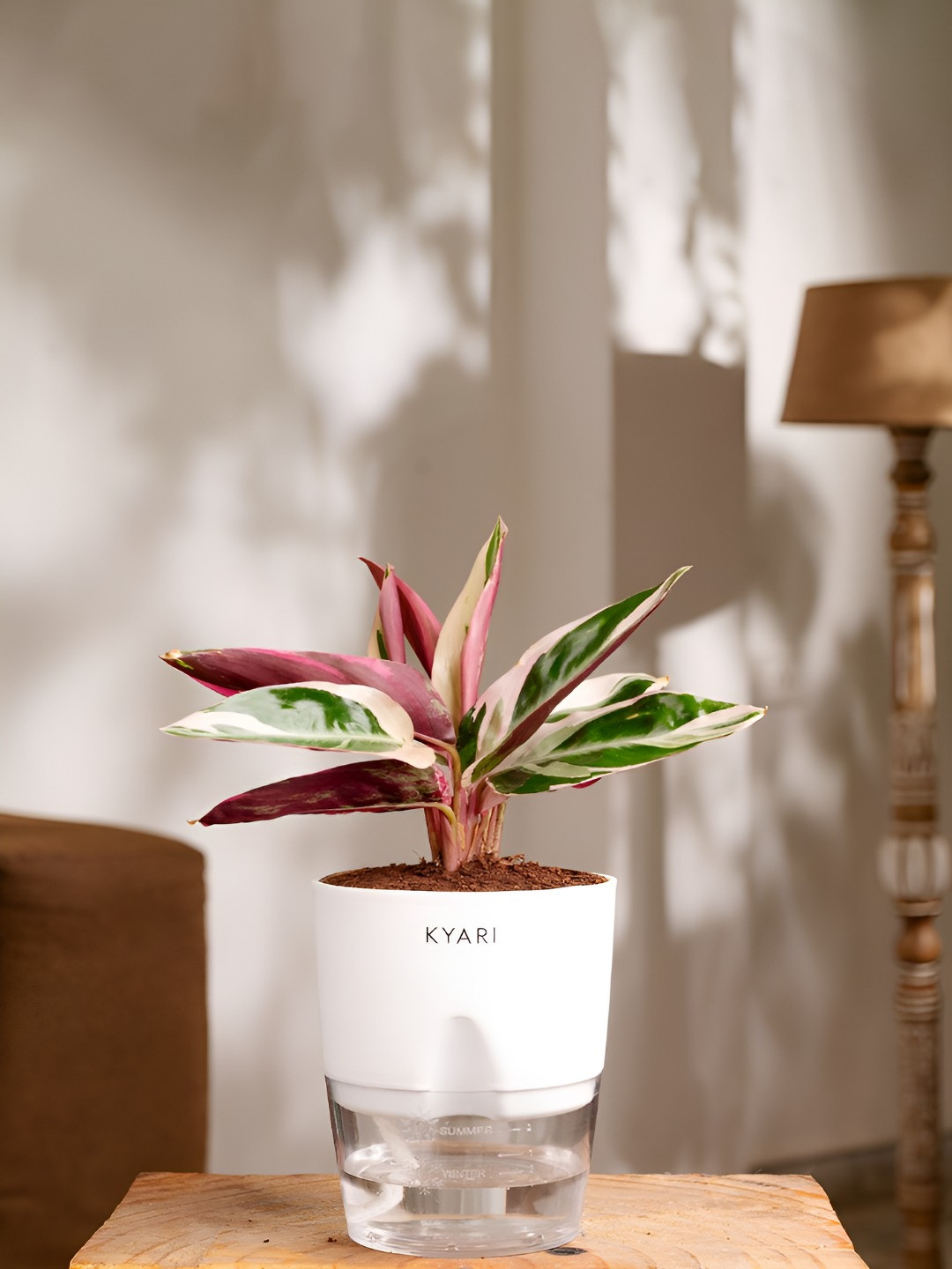 

Kyari Indoor White & Green Calathea Triostar Plant with Pot