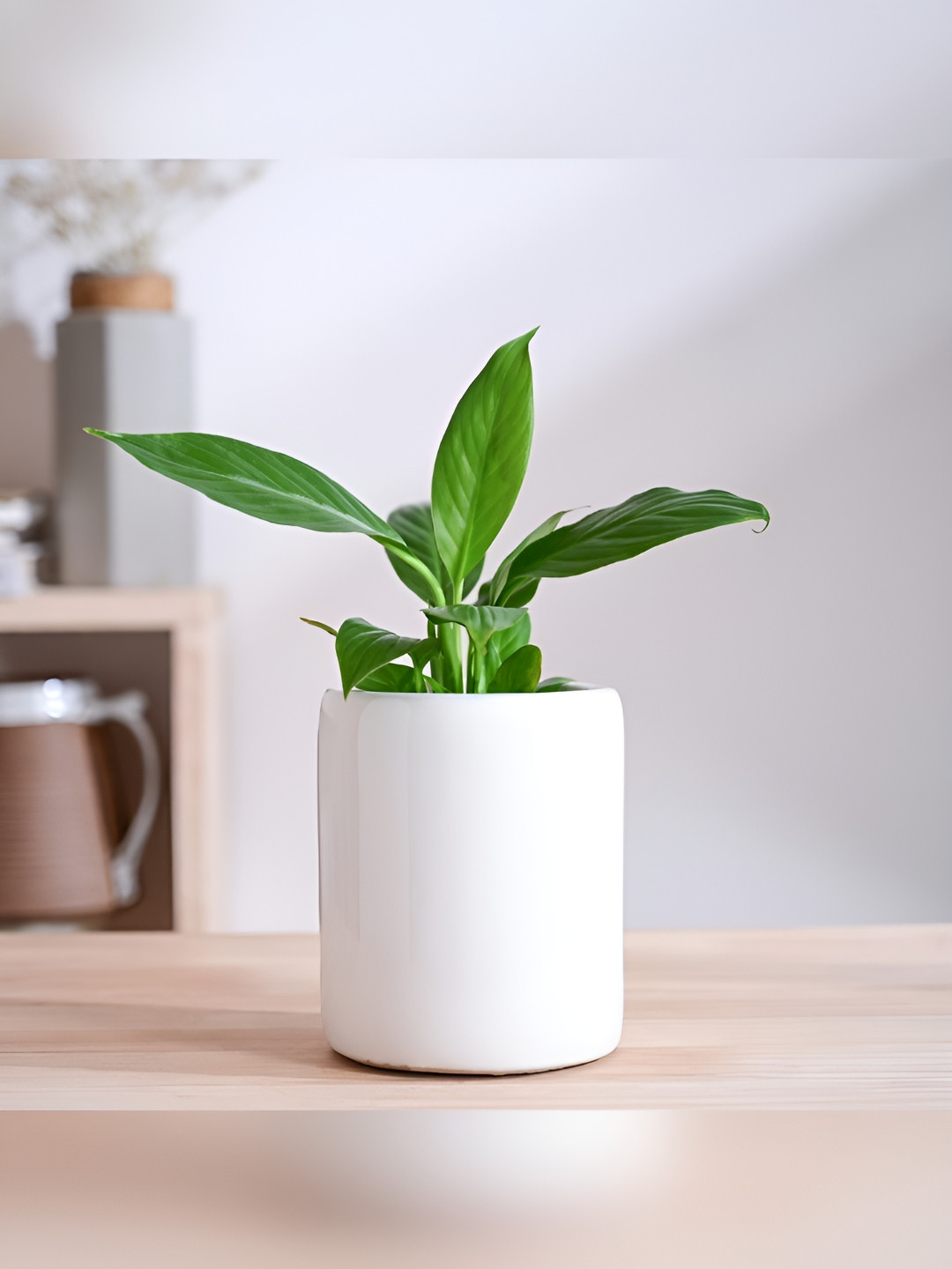 

UGAOO Lilac Stories White Ceramic Planter