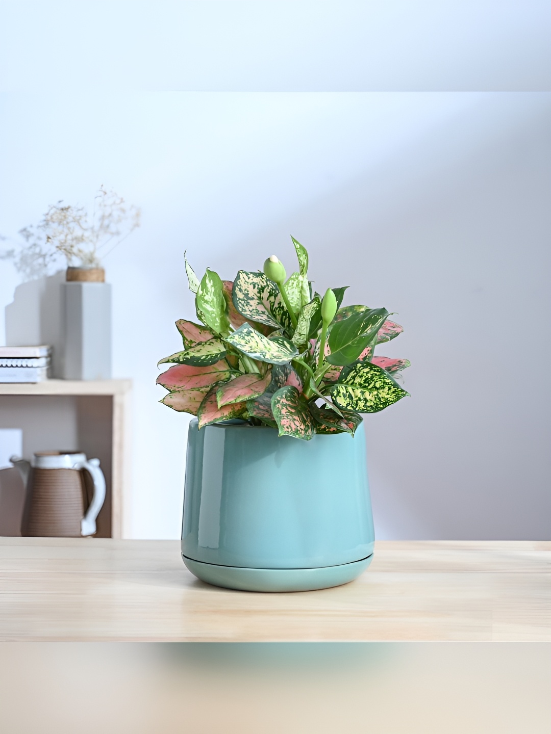 

UGAOO Monsoon Aqua Green Ceramic Planter