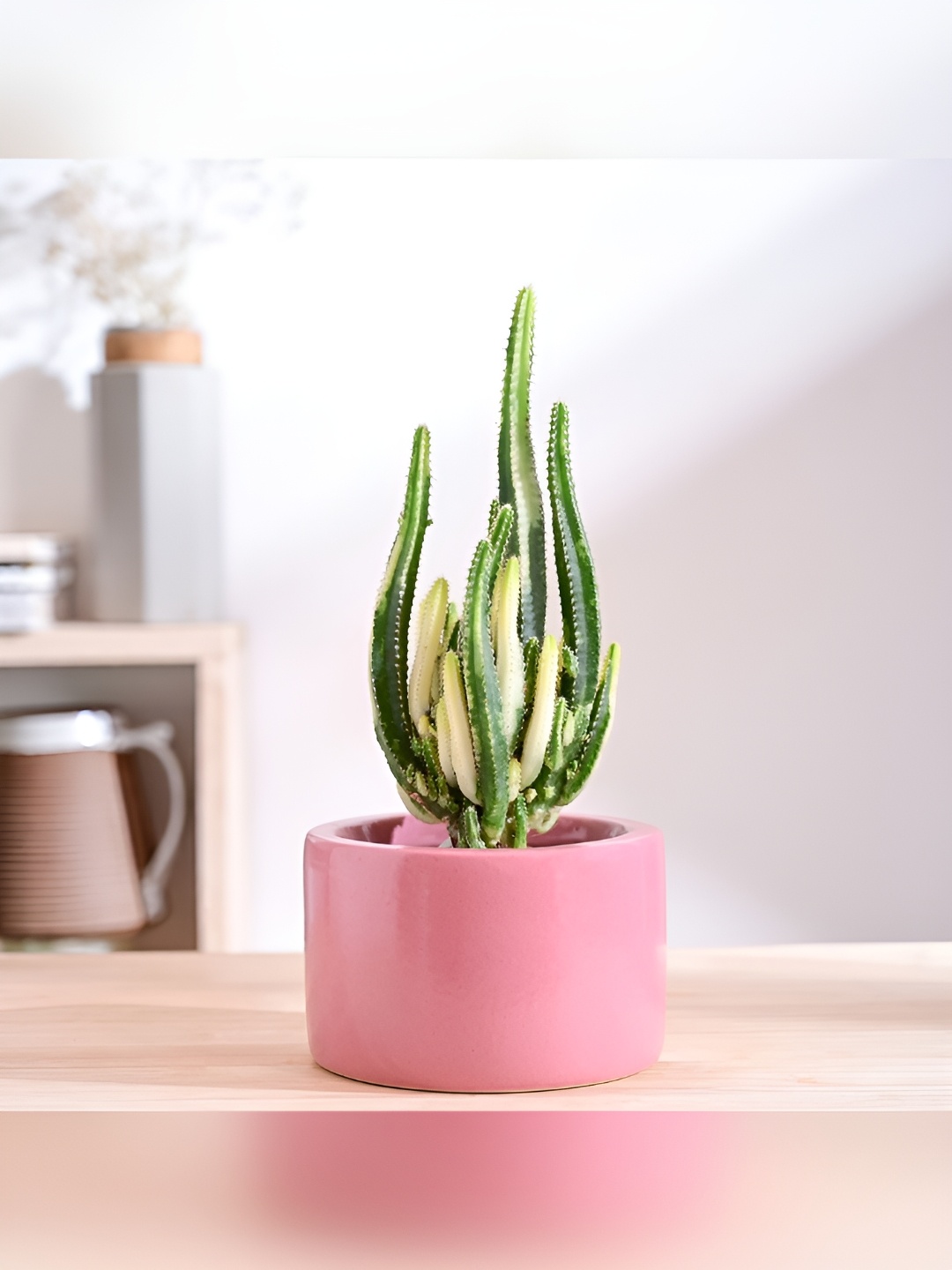 

UGAOO Lilac Stories Pink Ceramic Planter
