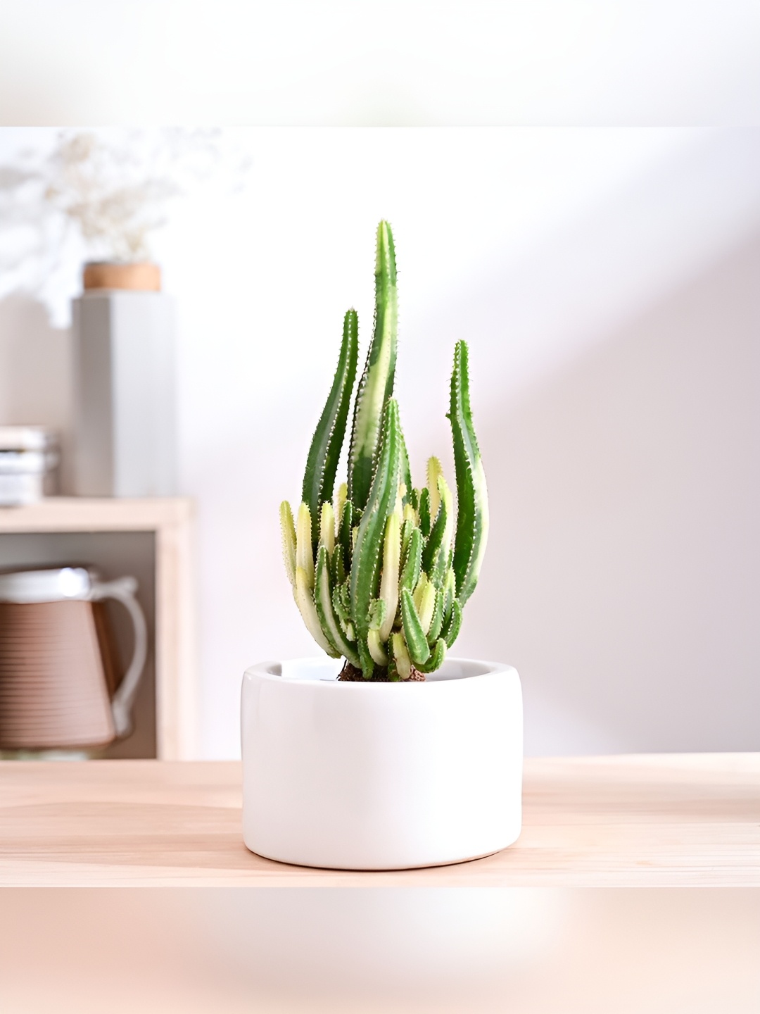 

UGAOO Lilac Stories White Round Ceramic Planter