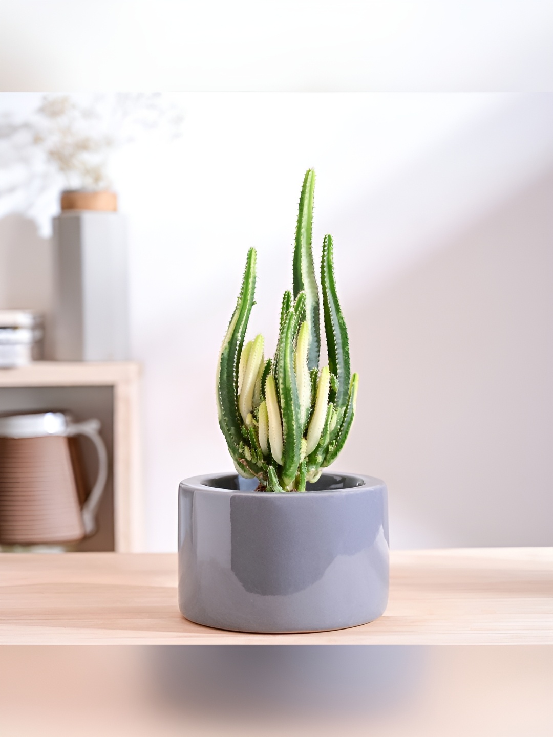 

UGAOO Lilac Stories Grey Ceramic Matte Finish Planter