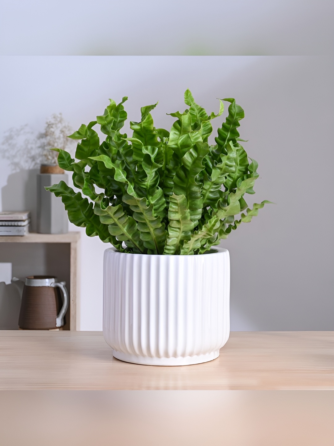 

UGAOO Phoenix White Textured Round Ceramic Planter