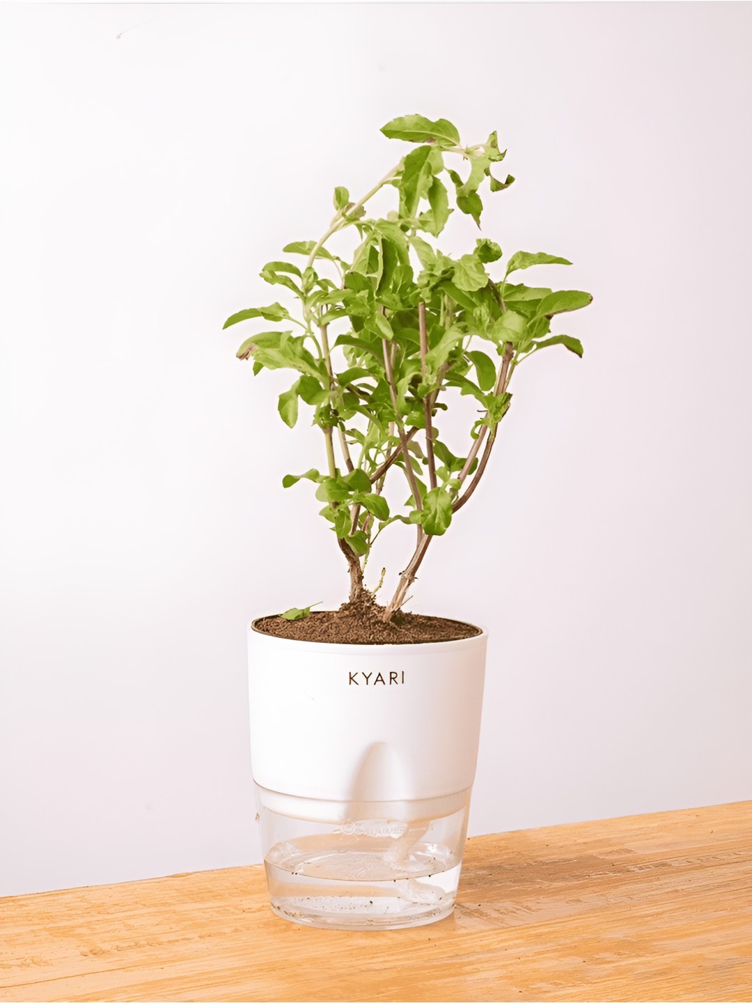

Kyari Radha Indoor Tulsi Plant With Pot, White
