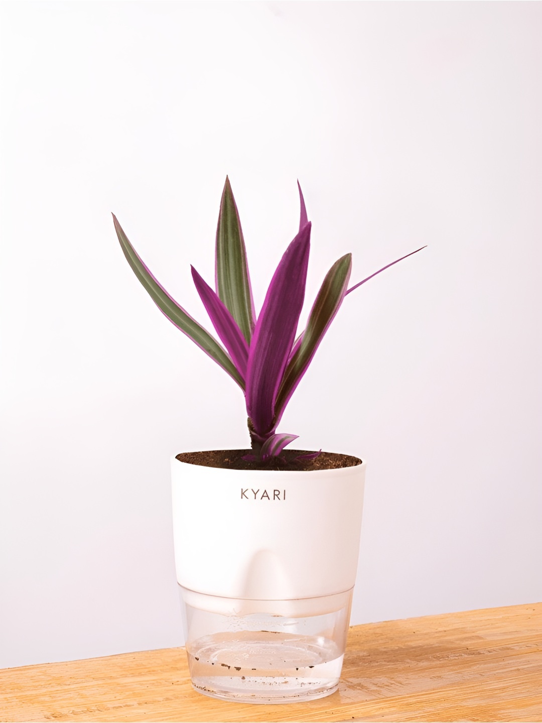 

Kyari Indoor Oyester Plant With Pot, White