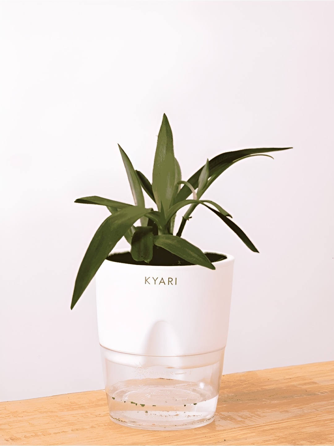 

Kyari White Rhoeo Live Indoor Plant