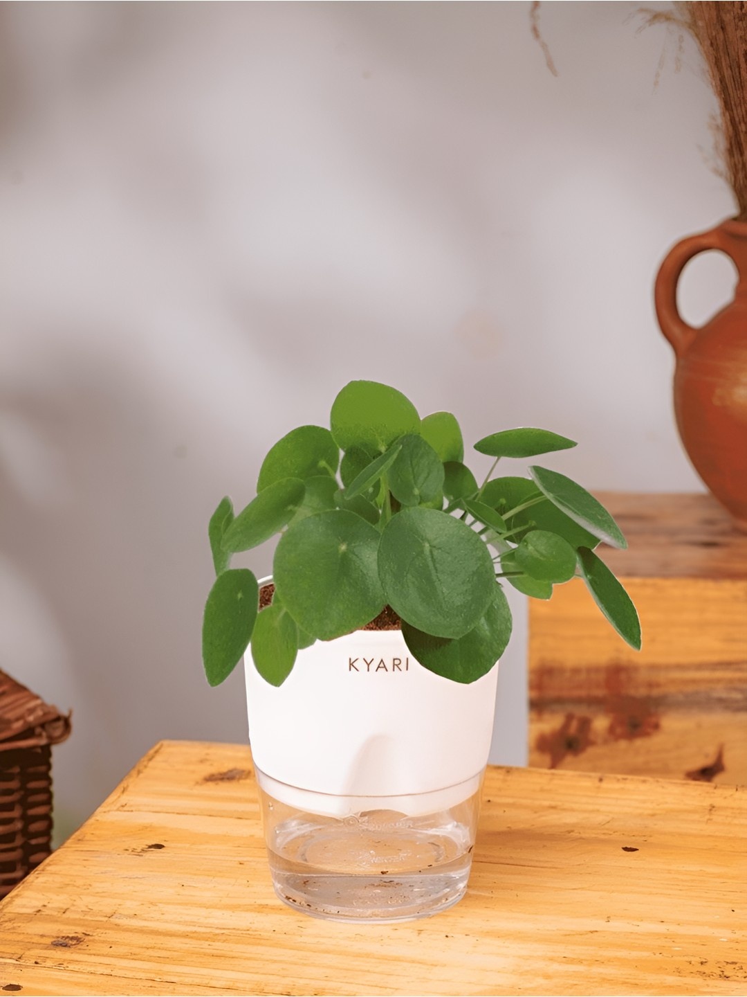 

Kyari Indoor Chinese Money Plant With Pot, White