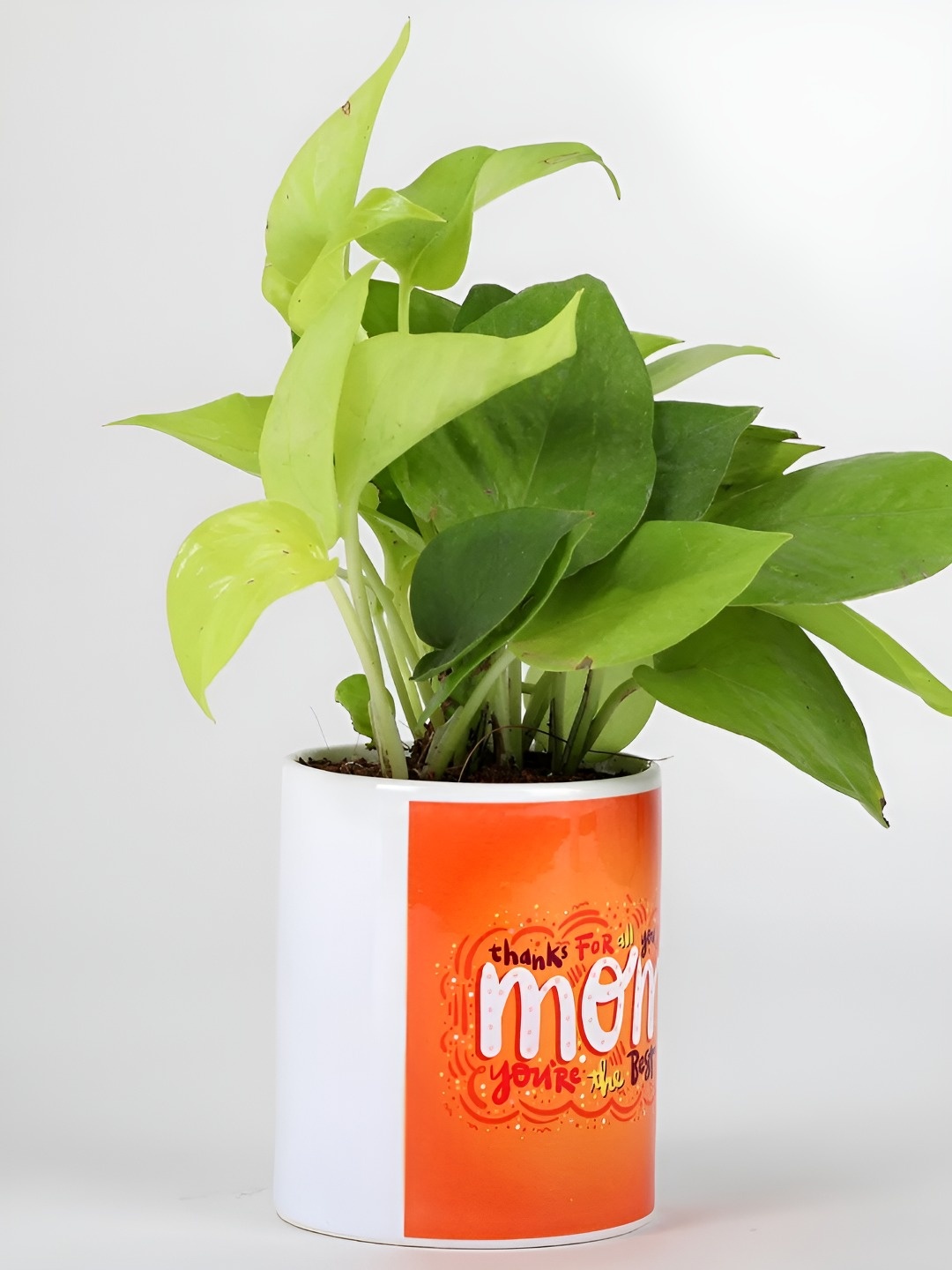 

fnp Green Indoor Money Plant With Pot - 8inches