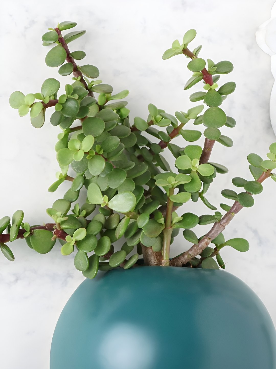 

fnp Green Indoor Jade Plant With Balloon Shape Pot 5 Inches