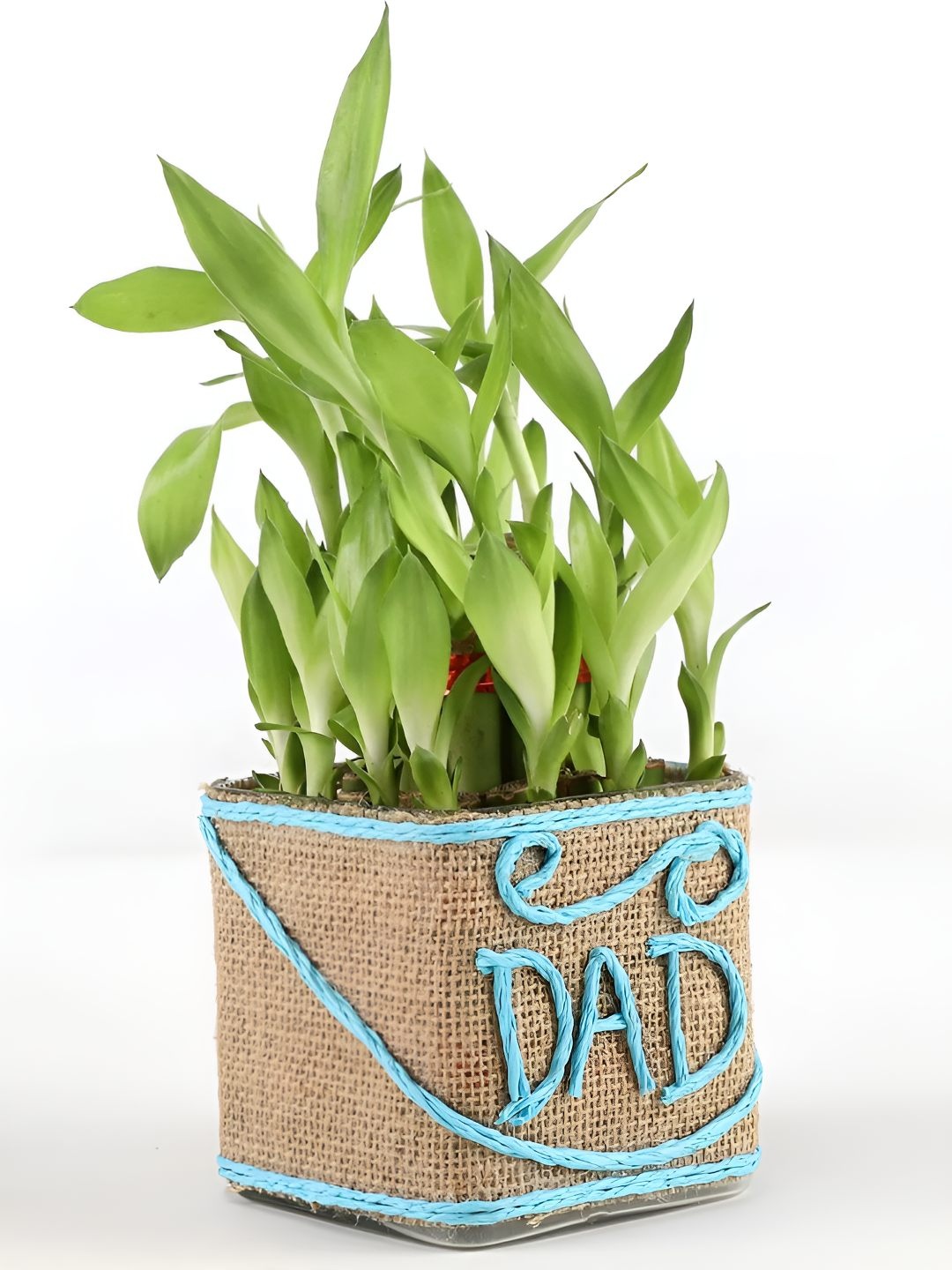 

fnp Green & Blue Indoor Bamboo Plant With Vase - 5 Inches