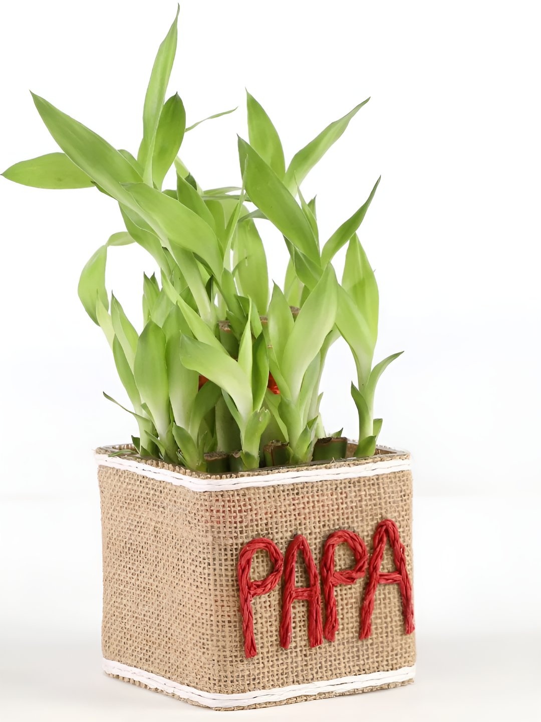 

fnp Green & Beige Bamboo Live Plant With Pot 3 Inch