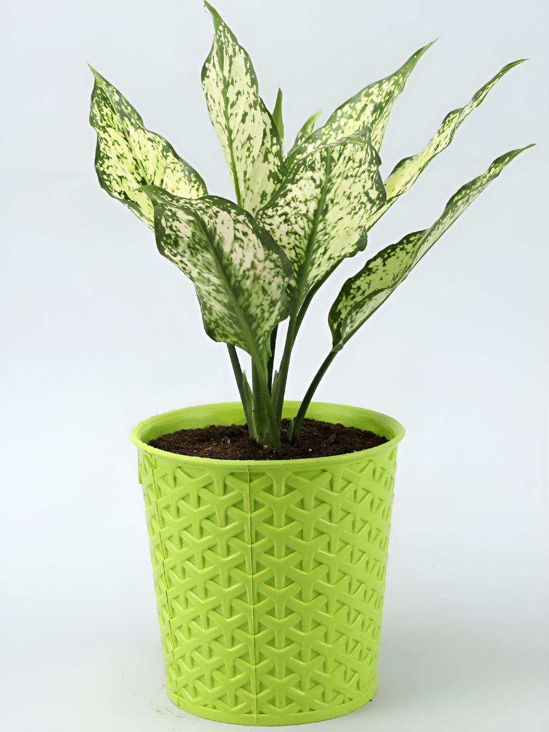 

fnp Green Aglaonema Plant With Maryram Pot-6 Inches