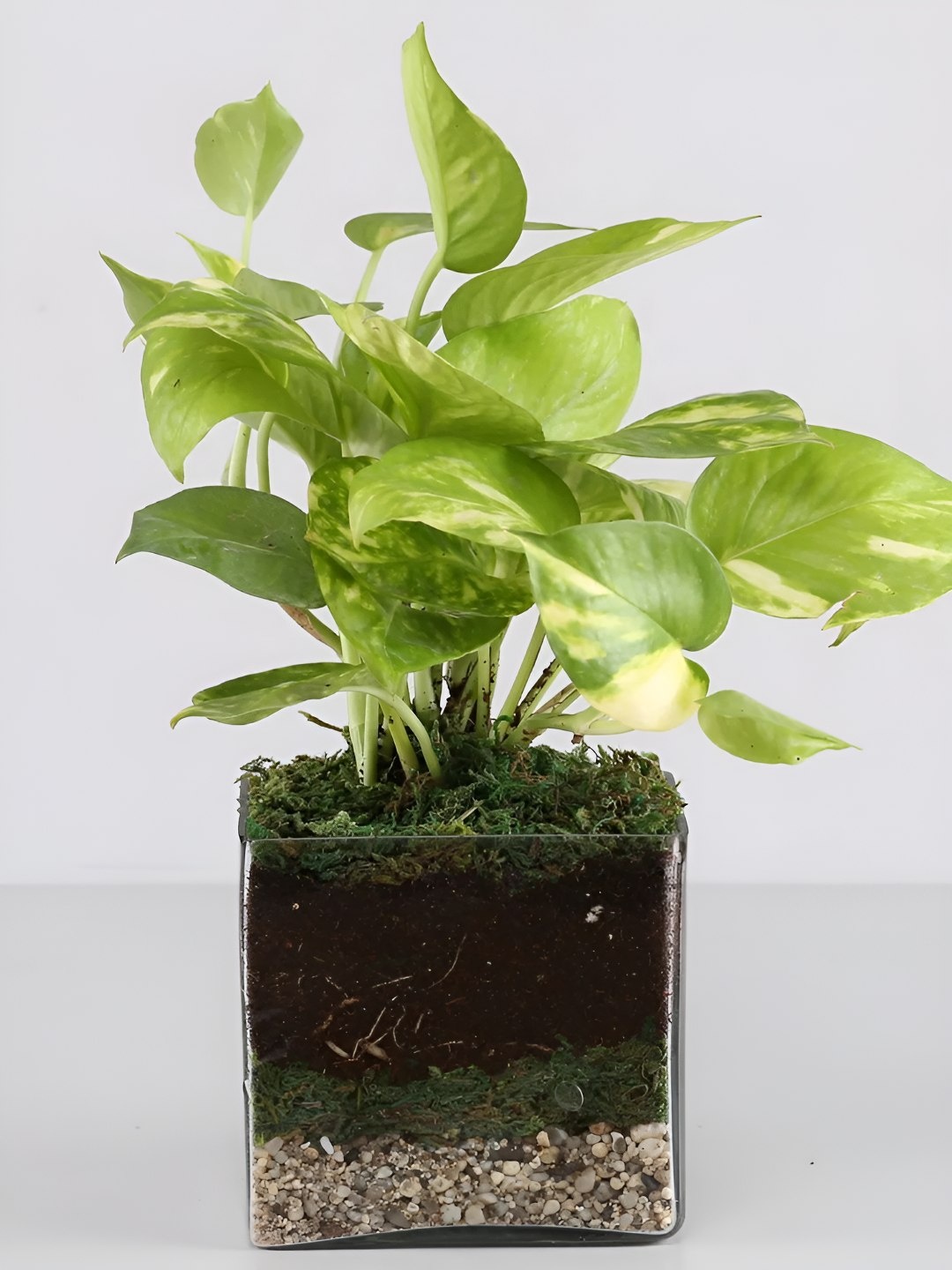 

fnp Green Indoor Scindapsus Gold King Plant With Pot 5 inches