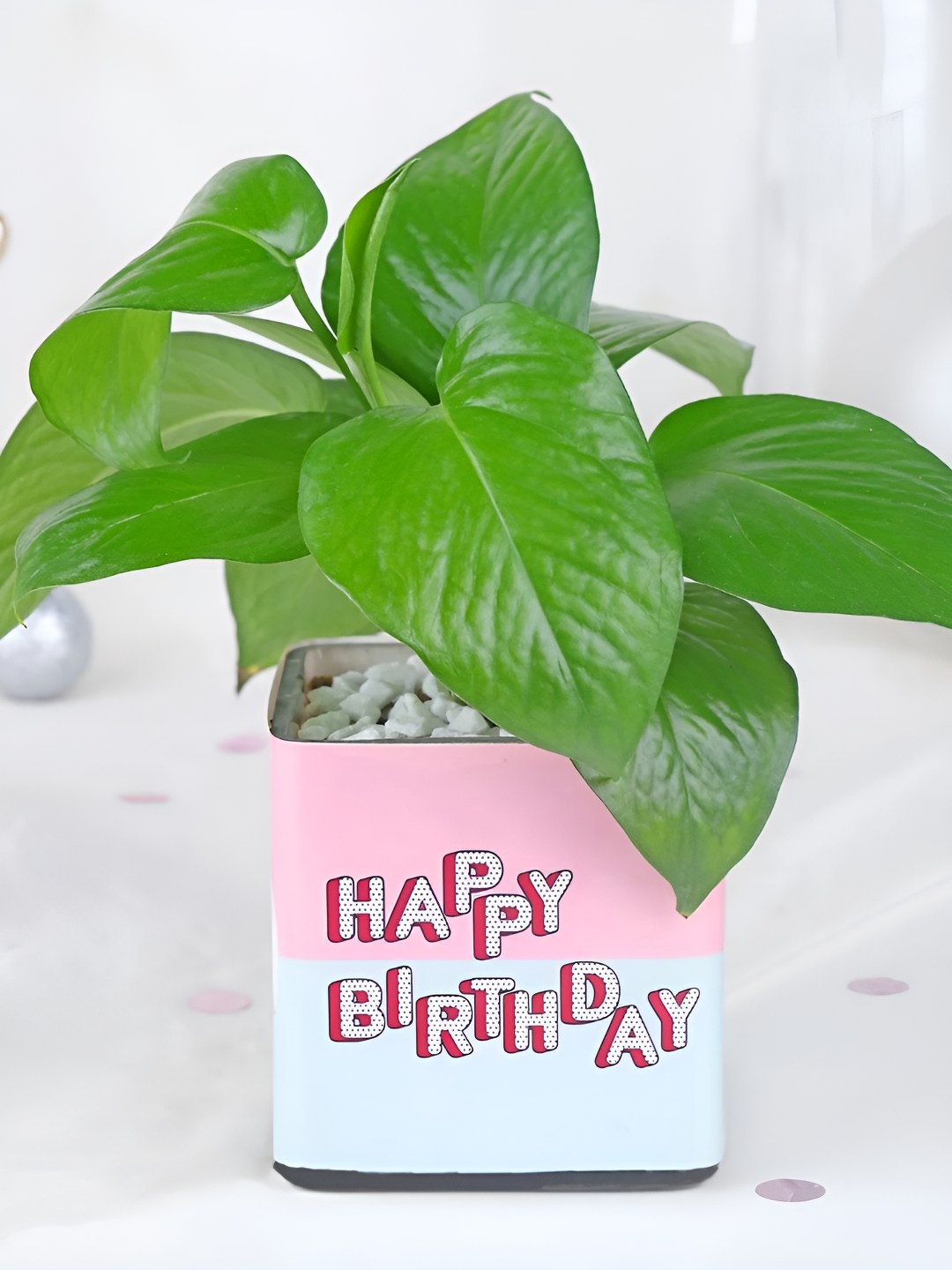 

fnp Green & Pink Indoor Money Plant With Pot- 5 Inches