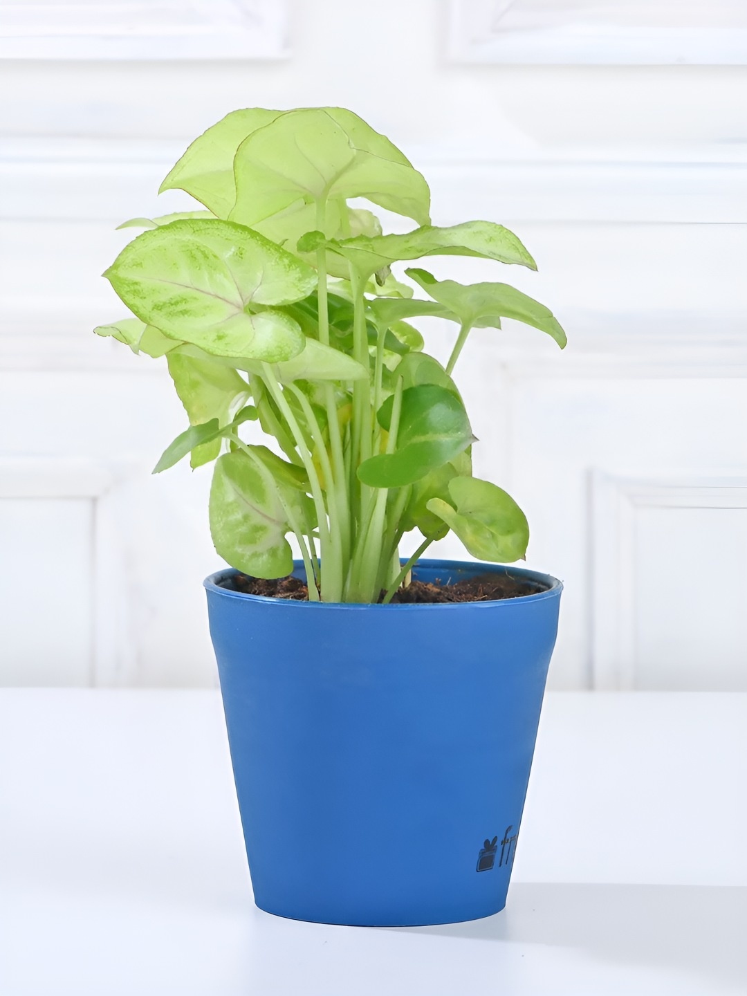 

fnp Green & Blue 4 Pieces Jade, Bamboo, & Shrubs Live Plants- 3 Inch