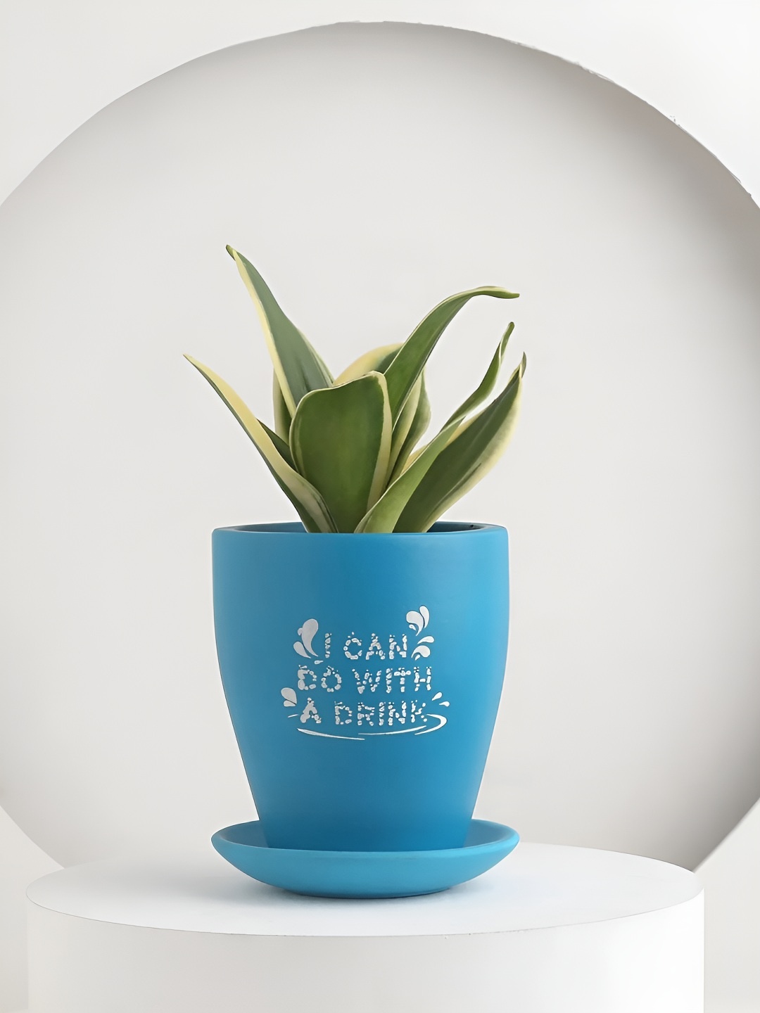 

fnp Green Indoor Succulent Plant With Pot 4 inches