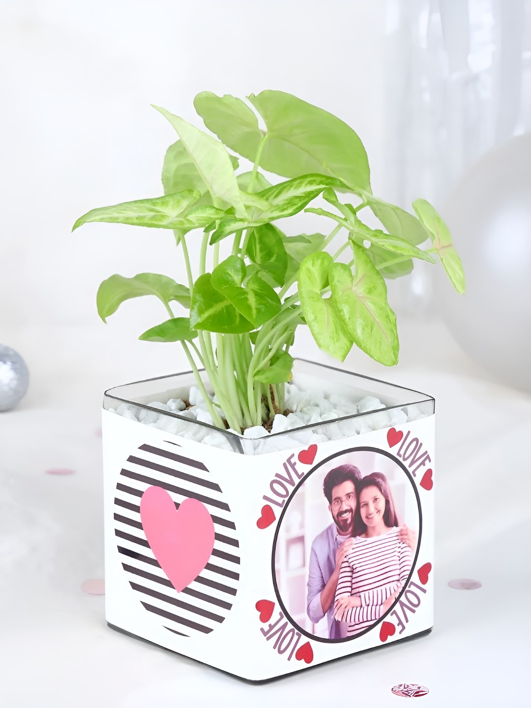

fnp Green & White Indoor Syngonium Live Plant With Pot 3 inches