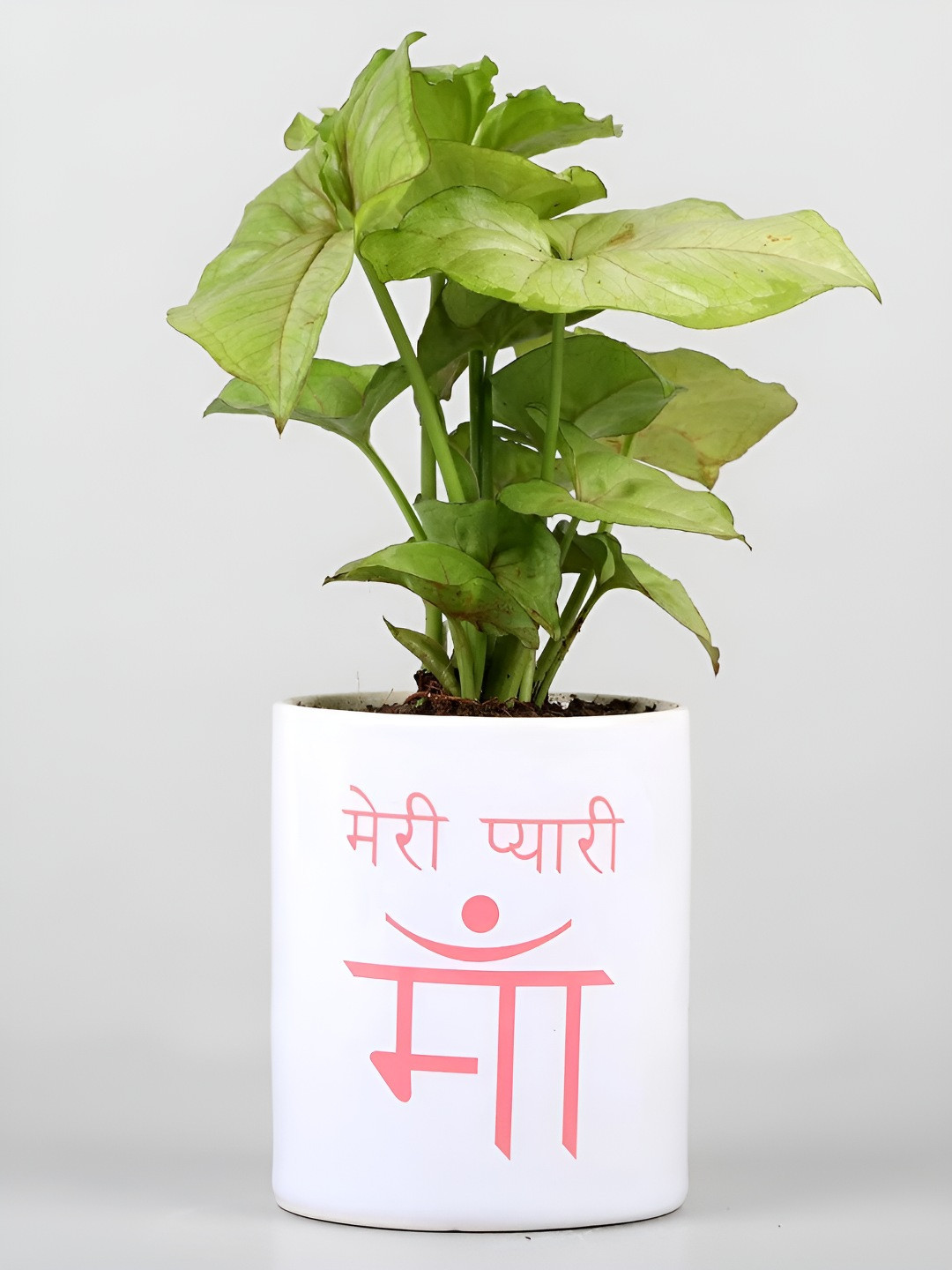 

fnp Green Syngonium Plants With Meri Pyaari Maa Printed Mug- 3 inches